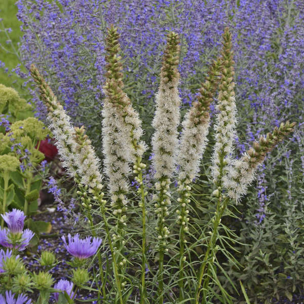 LIATRIS FLORISTAN WHITE #1