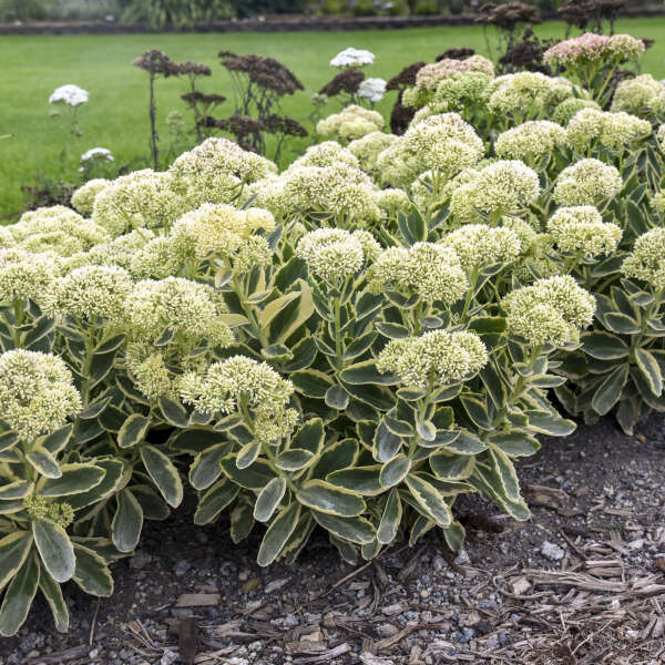 SEDUM FROSTED FIRE #1