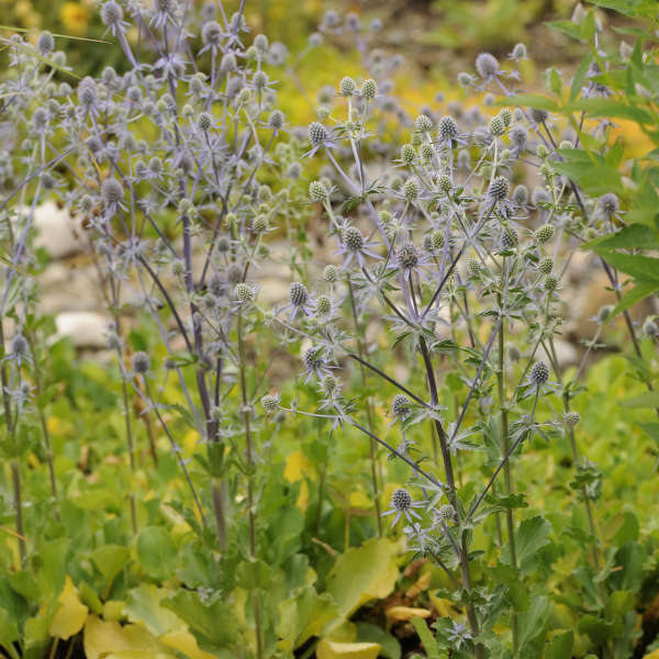 SEA HOLLY BLUE GLITTER #1
