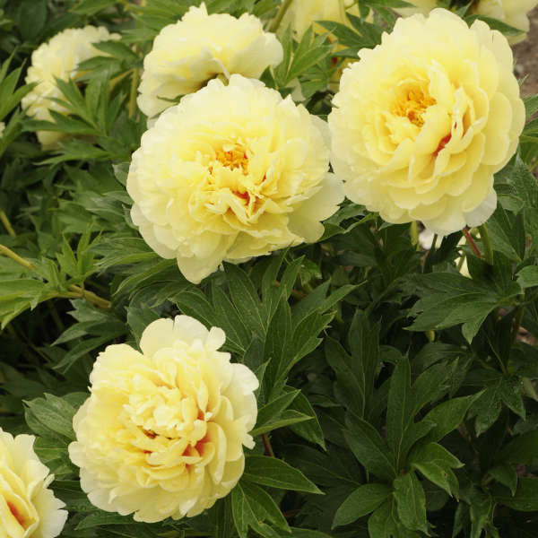 ITOH PEONY BARTZELLA #2