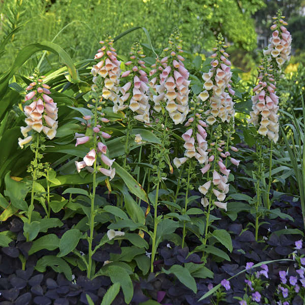 Foxglove Dalmation Peach #1