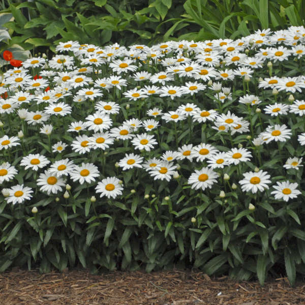 SHASTA DAISY SNOWCAP #1
