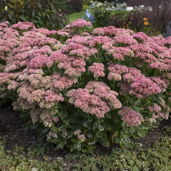 SEDUM AUTUMN JOY #1
