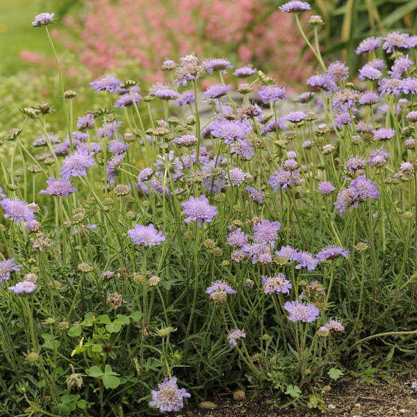 SCABIOSA BUTTERFLY BLUE #1