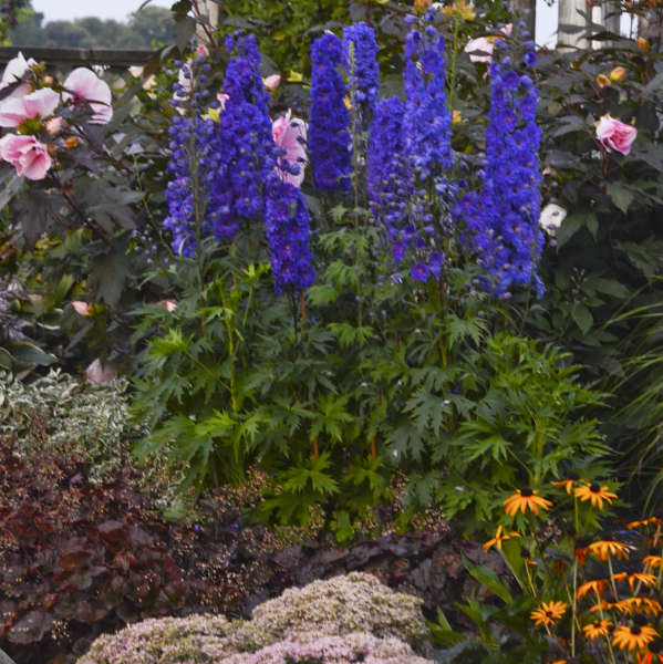 DELPHINIUM PAGAN PURPLE #1