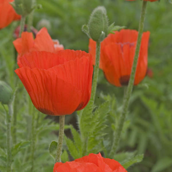 POPPY PRINCE OF ORANGE #1