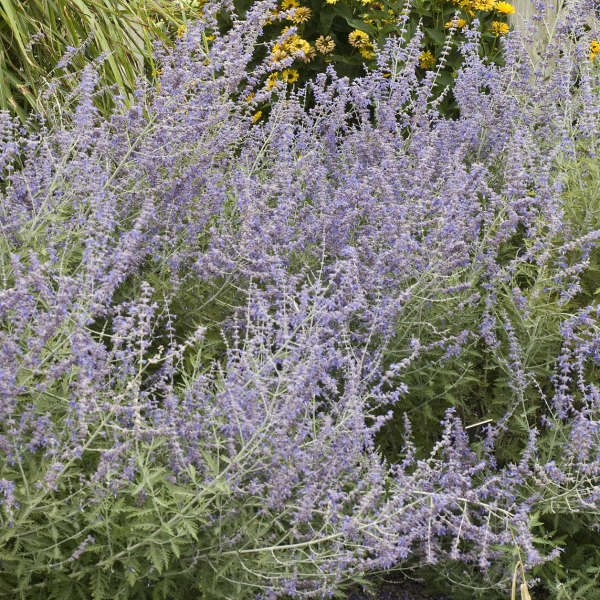 RUSSIAN SAGE ATRIPLICIFOLIA #2