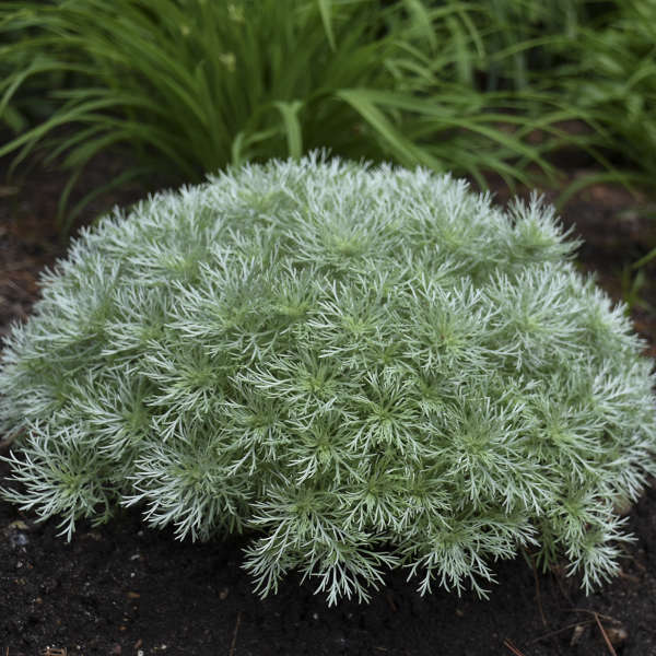 SILVERMOUND ARTEMISIA #1
