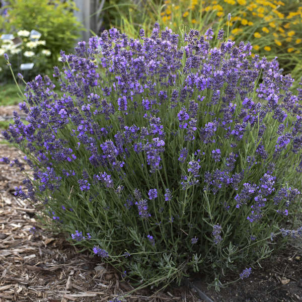 LAVENDER HIDCOTE #1SQ