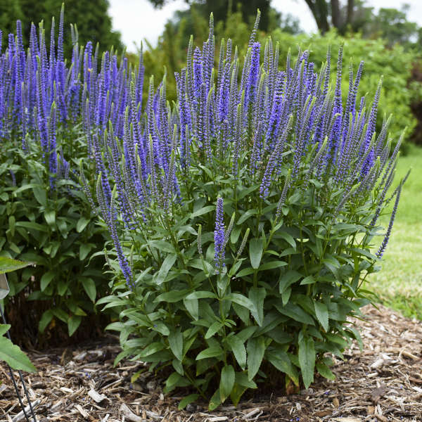 SPEEDWELL BLUE SKYWALKER #1