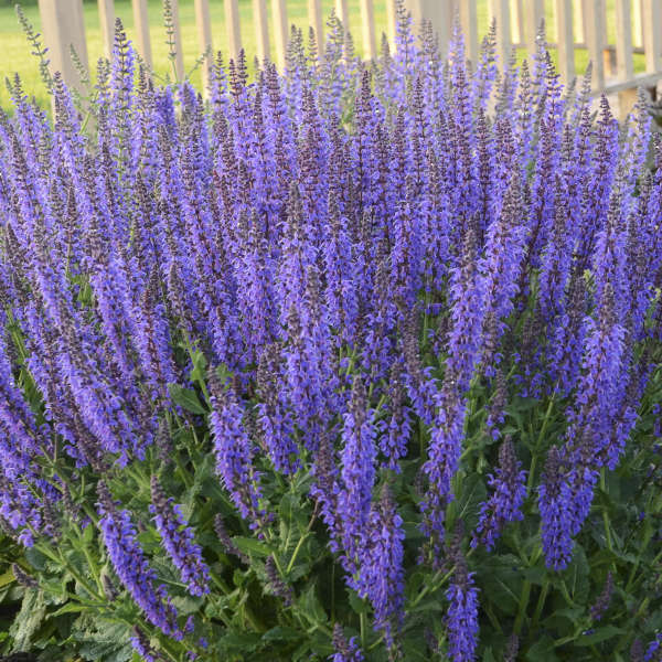 SALVIA MAY NIGHT #1