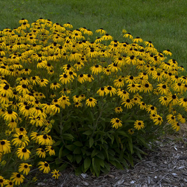 RUDBECKIA AMERICAN GOLD RUSH #1
