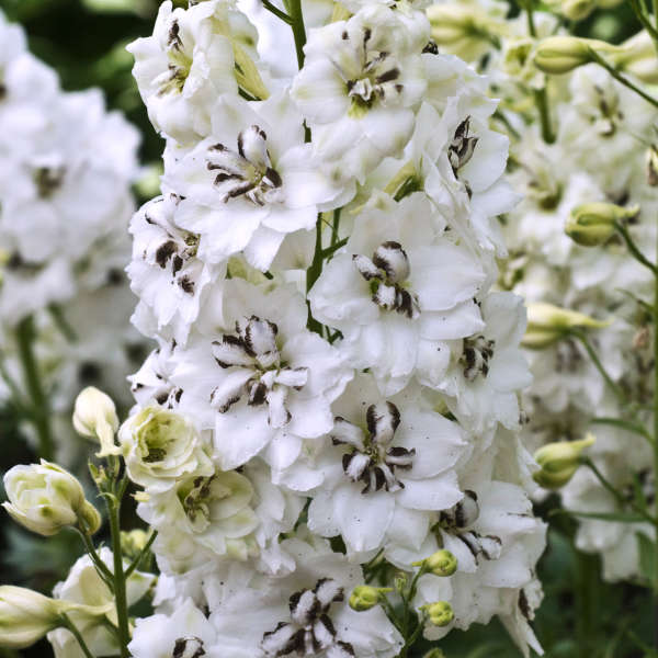 DELPHINIUM BLACK EYED ANGELS #1