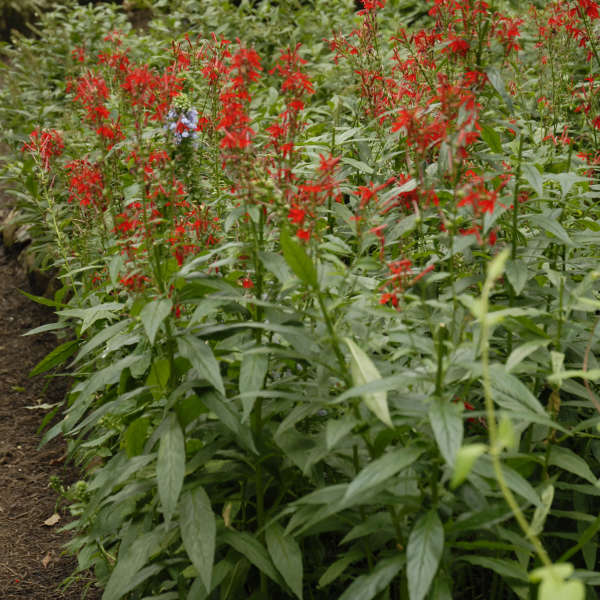 LOBELIA CARDINALIS #1