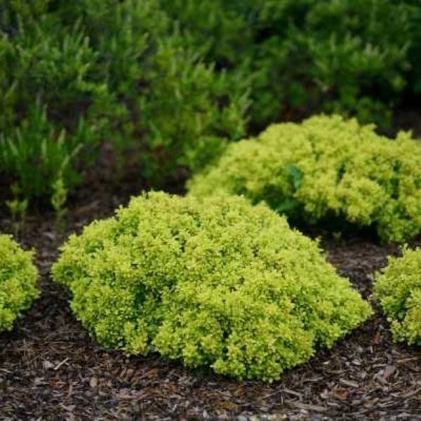 BARBERRY SUNJOY MINI SAFFRON #2