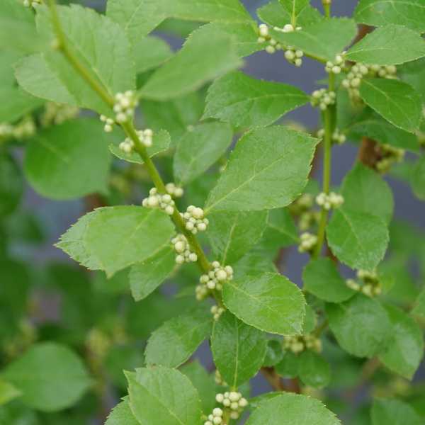 WINTERBERRY MR. POPPINS #3 M