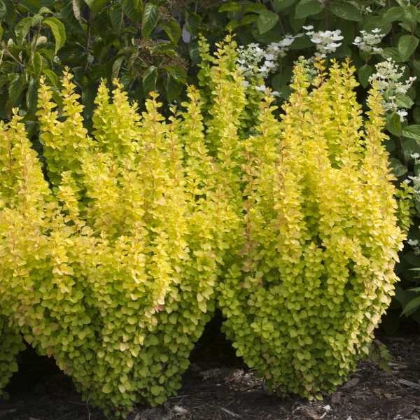 BARBERRY THUN SUNJOY GLD PILR #3