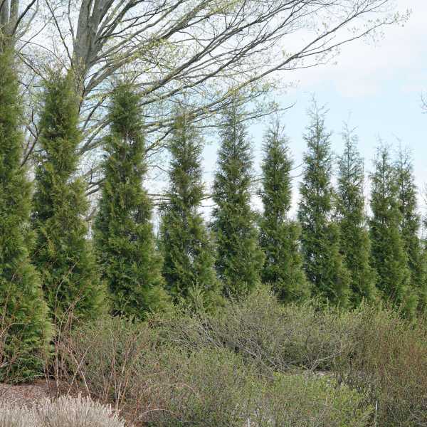 ARBORVITAE FULL SPD A HEDGE 6-7'