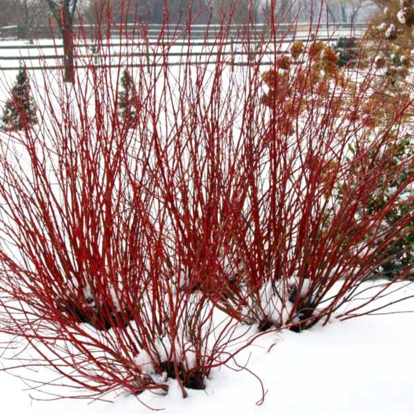 DOGWOOD  ARCTIC FIRE #3
