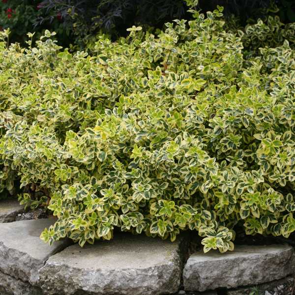 Euonymus Fortunei Gold Splash #3