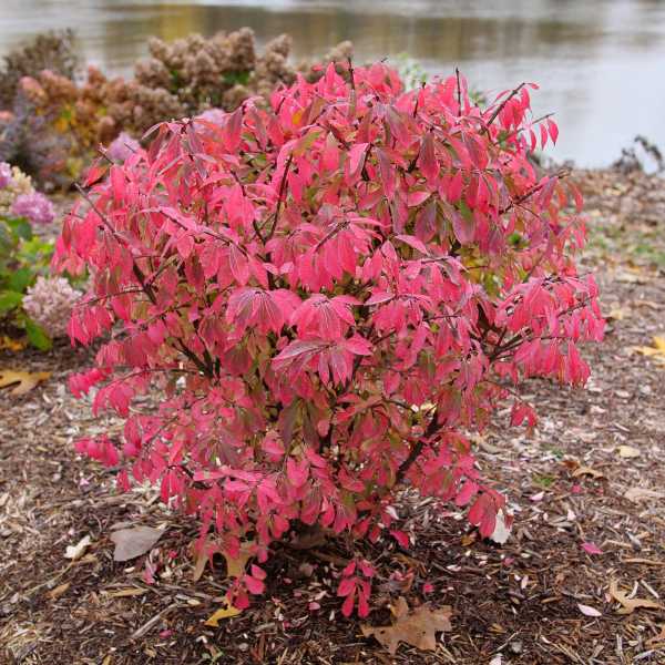 BURNING BUSH FIRE BALL #2