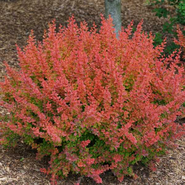 BARBERRY SUNJOY TANGELO #3