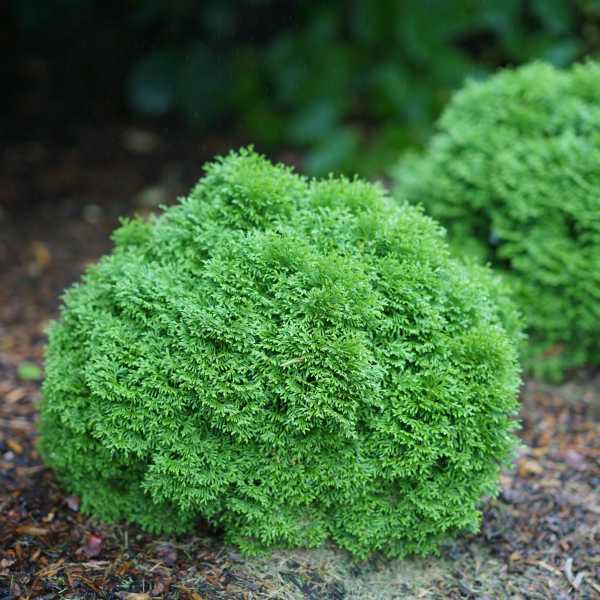 ARBORVITAE TATER TOT  #2