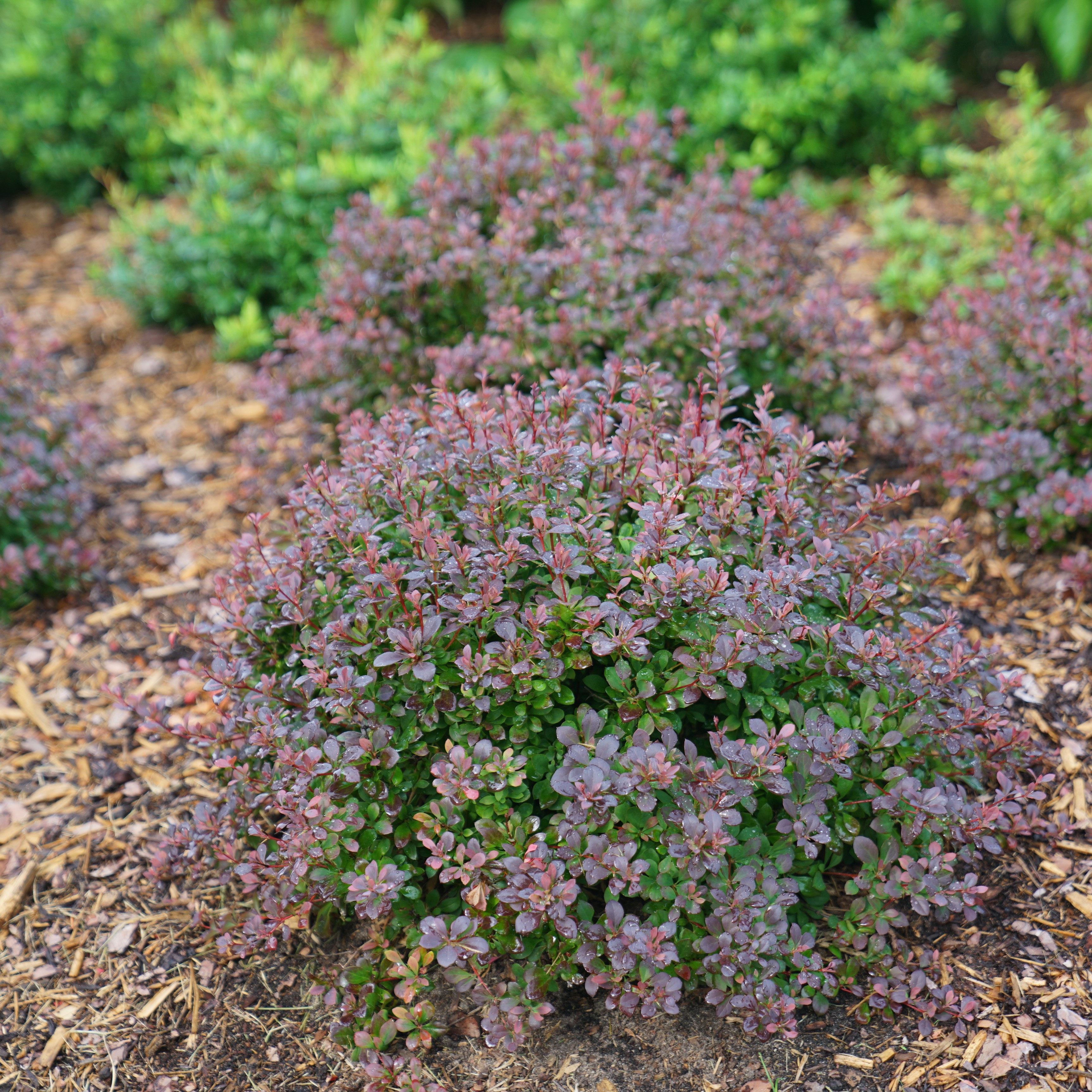 BARBERRY THUN SUNJOY #3