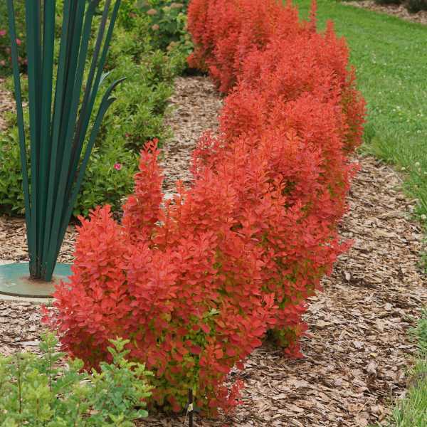 BARBERRY SUNJOY ORANGE PILLAR #2