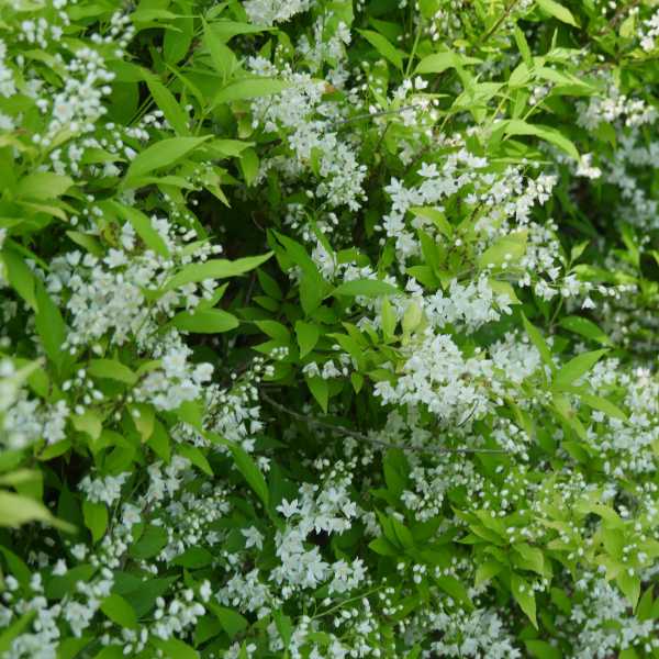 DEUTZIA CHARDONNAY PEARLS #3