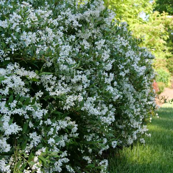 DEUTZIA YUKI SNOWFLAKE #2