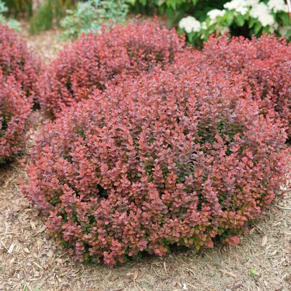 BARBERRY SUNJOY MINI MAROON  #2