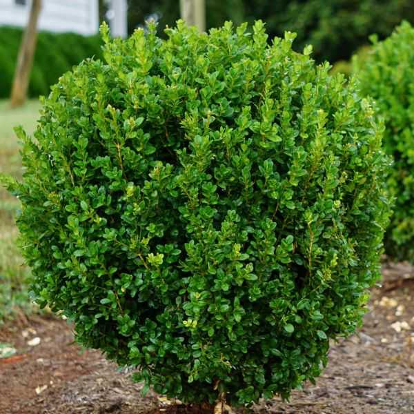 BOXWOOD NEWGEN FREEDOM #10