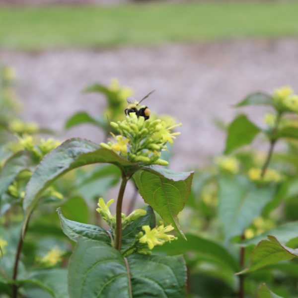 DIERVILLA S KODIAK #3