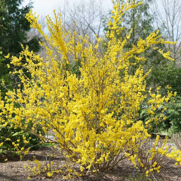 FORSYTHIA X SHOW OFF #3