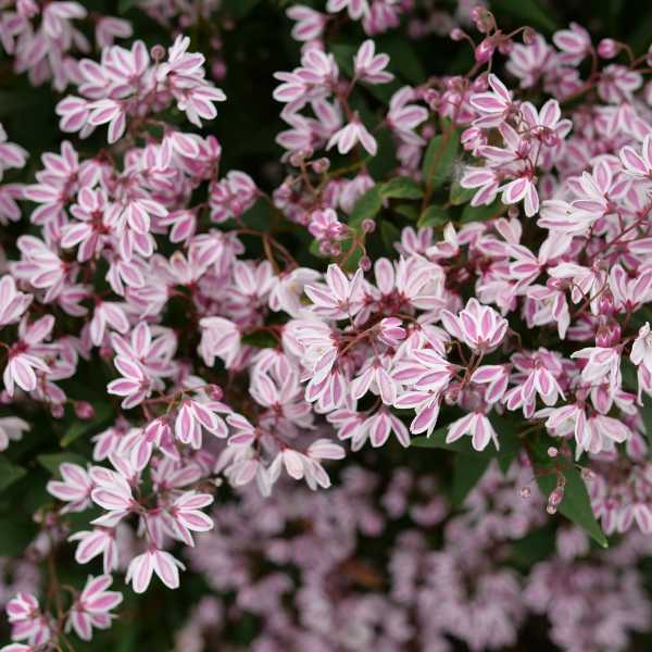 DEUTZIA YUKI KABUKI #3