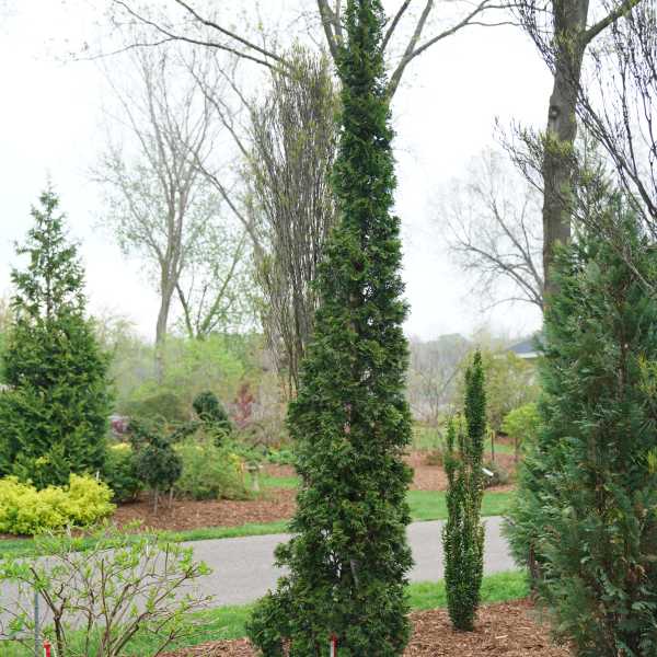 ARBORVITAE STING #3