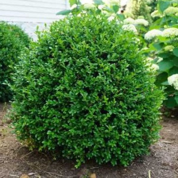 BOXWOOD INDEPENDENCE #3