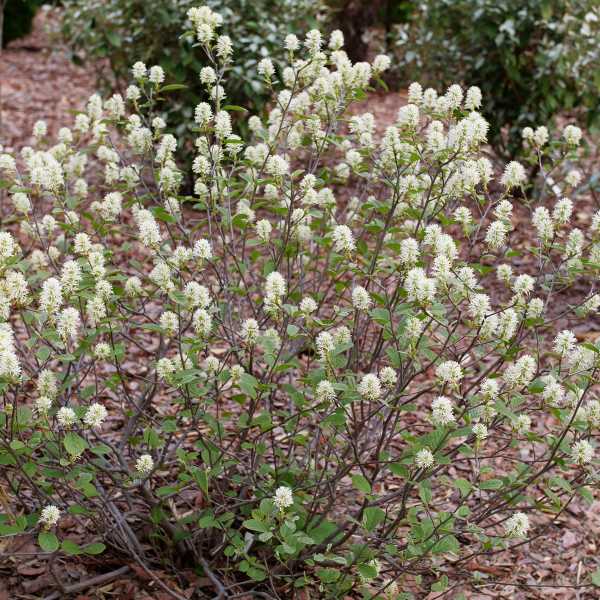 FOTHERGILLA LEGEND OF THE SM #2