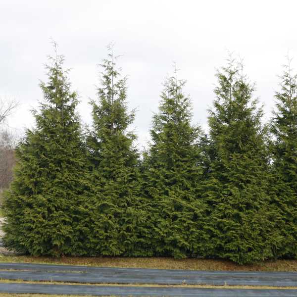 WESTERN CEDAR SPRING GROVE #7