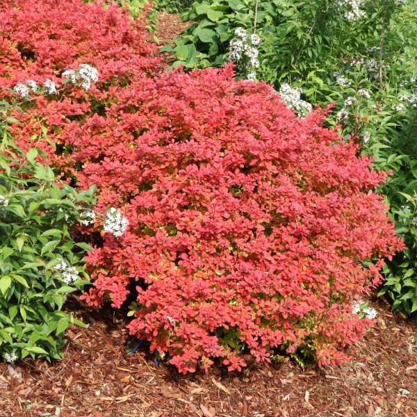 BARBERRY SUNJOY FAST NEO #3