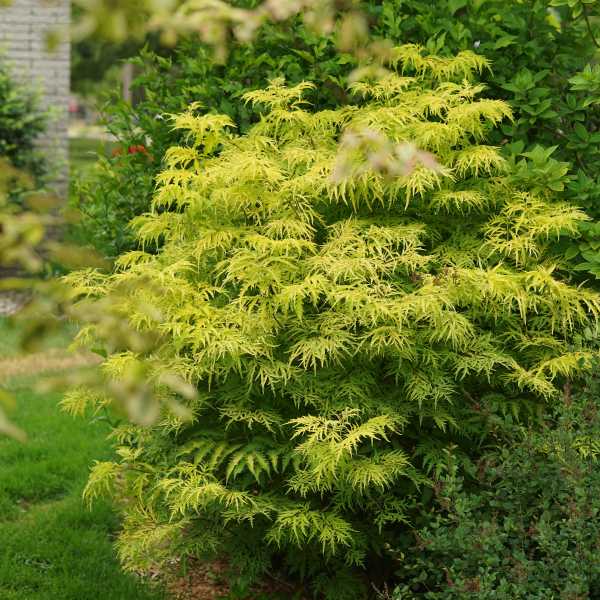 SAMBUCUS N LEMONY  LACE #3