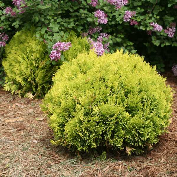 ARBORVITAE ANNA'S MAGIC BALL #2