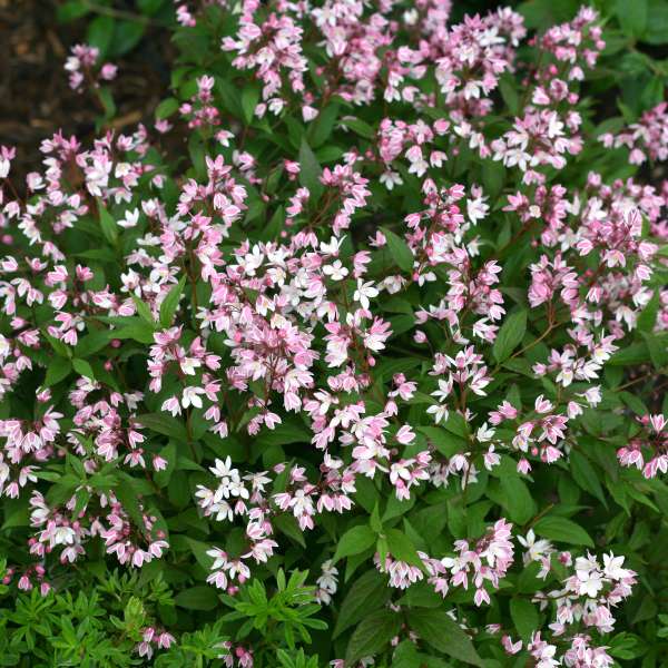 DEUTZIA YUKI CHERRY BLOSSOM #2