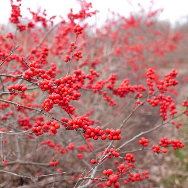 WINTERBERRY HOLLY BERRY HEAVY #3