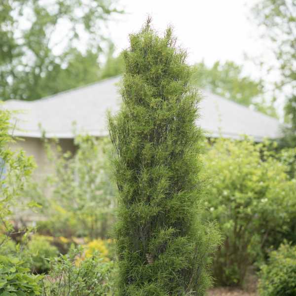 FINELINE BUCKTHORN #10