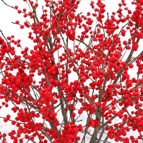 WINTERBERRY BERRY POPPINS #3 F