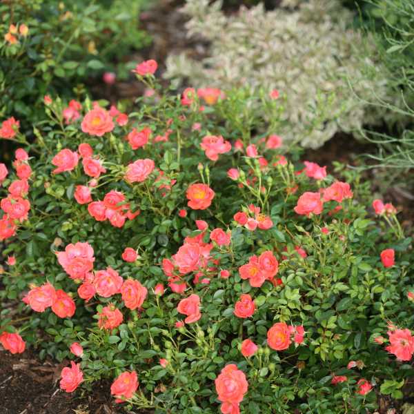 ROSE OSO EASY MANGO SALSA #3