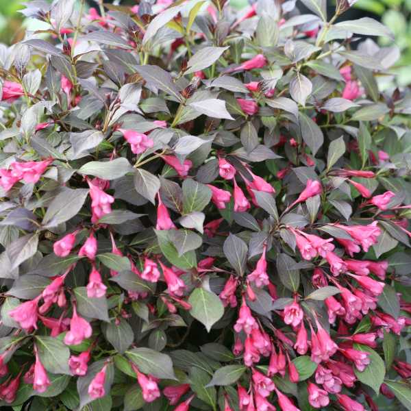 WEIGELA MIDNIGHT WINE SHINE #3