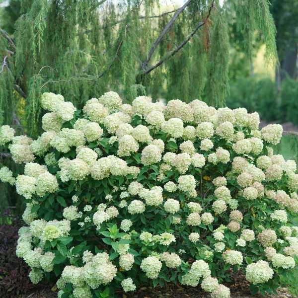 HYDRANGEA P LITTLE LIME #3